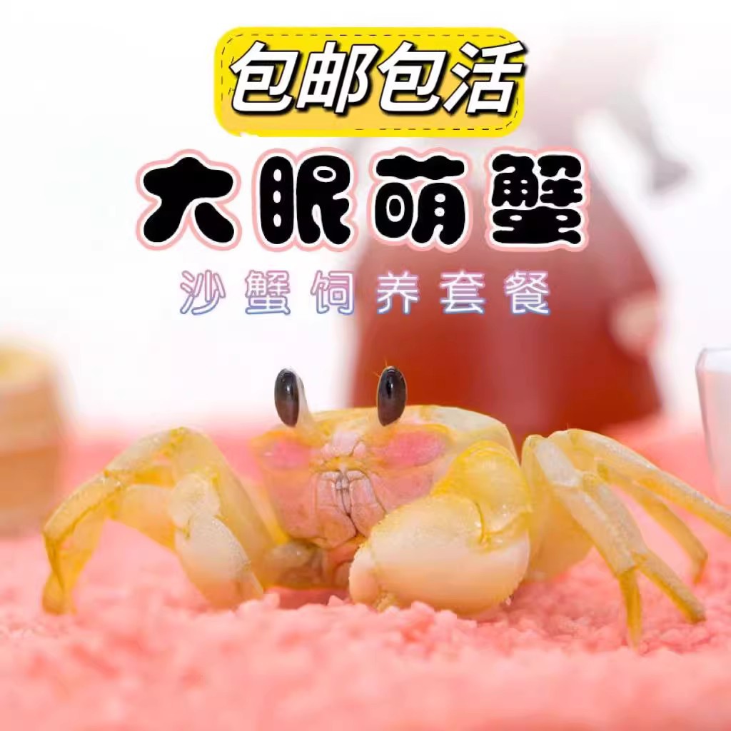 Chinese Sand Crab Watermelon Crab Sand Crab Desktop Pet Chili Crab Lazy Pet Hermit Crab Mixed Night Market Stall