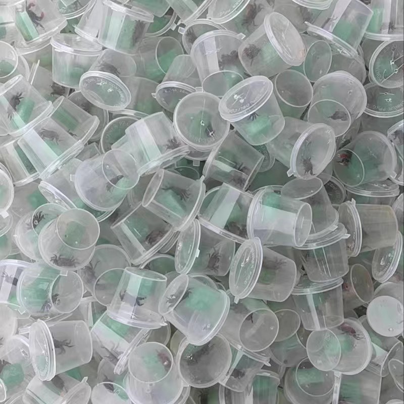 Ornamental Crab Living Crab Pet Crab Special Tank Freshwater Small Crab Mini Pepper Crab Red Aoao Phase Hand Crab