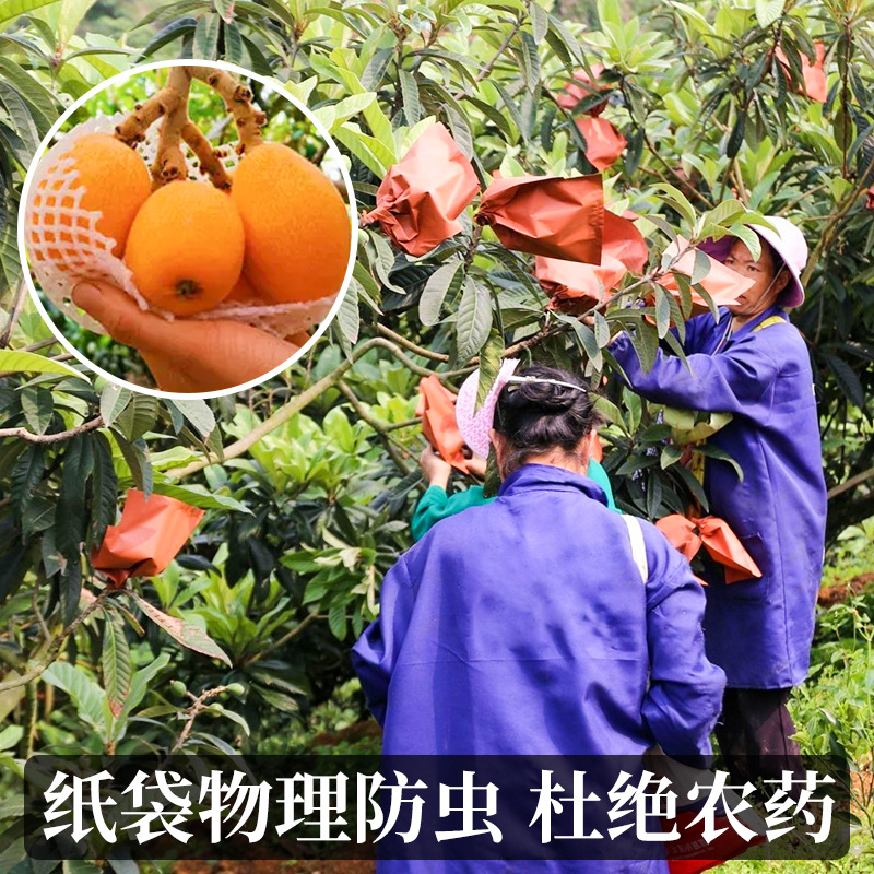 Sf Express Extra Large Fruit 4.5kg Yunxiao Loquat Fresh Fruit Whole Box Pipa Loquat Sweet Seasonal Gift Box