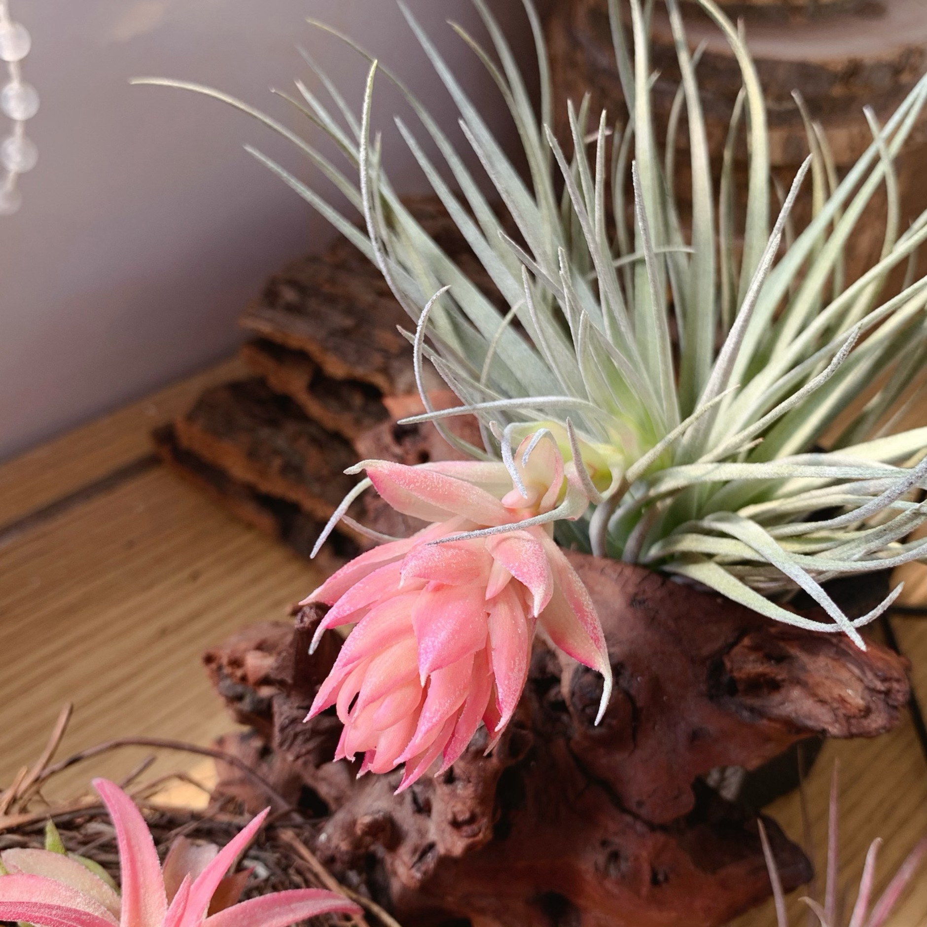 Зефир, красивые цветочные сорта, легкие в группах, прямая поставка от производителя, отгрузка с базы, воздухопроницаемое растение ананаса, партия тилландсии