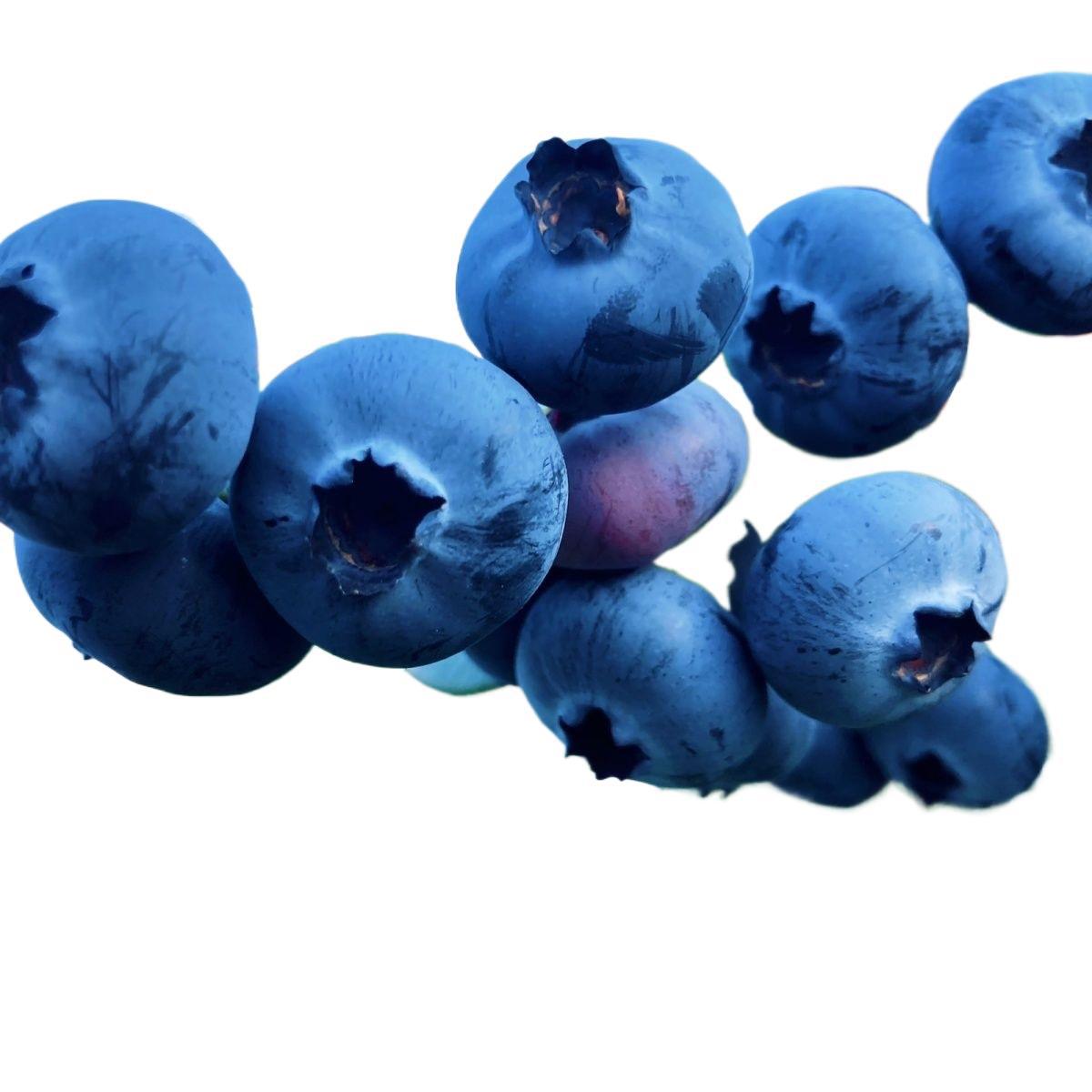 Free Shipping Floral Blueberry Yunnan Blueberry Delicious Large Fruit Crispy Fruit Pregnant Women Seasonal Blueberry Fresh Direct Delivery Others