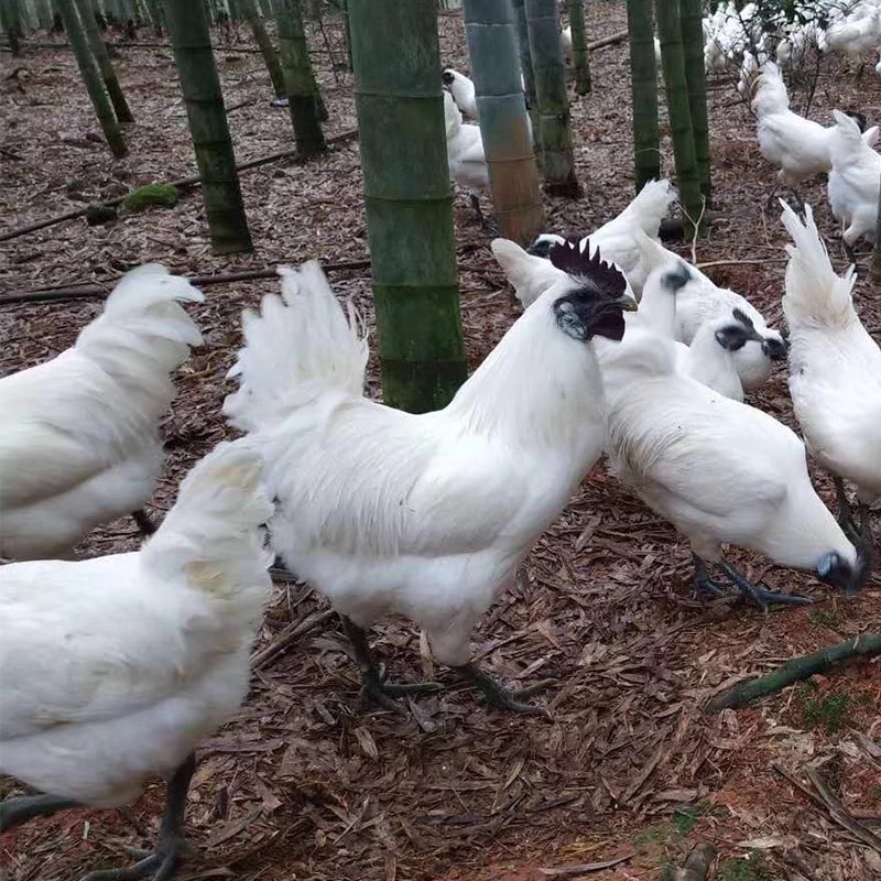 Zhejiang Jiangshan White-Feathered Black-Bone Chicken, a Famous Chicken Breed from Zhejiang Province, Live Chickens, Breeding Chickens, Wild Chickens, White-Feathered Chickens, Can Be Hatched and Kept Warm
