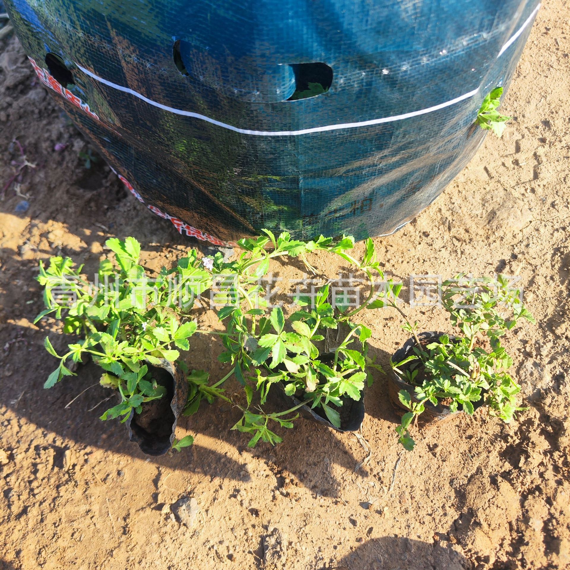 Jiyan Chui Grass Is Heat-Resistant and Cold-Resistant and Blooms in All Seasons. Outdoor Lawn Courtyard Ground Cover Florals and Greening Slope Protection Perennial Florals