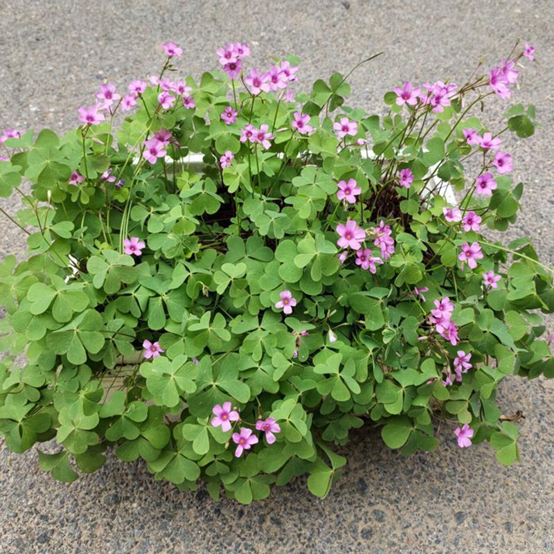 Sorrel Seed Ball Purple Leaf Pulp Grass Lucky Grass Purple Butterfly Clover Perennial Four Seasonal Flowering Plant Flowers
