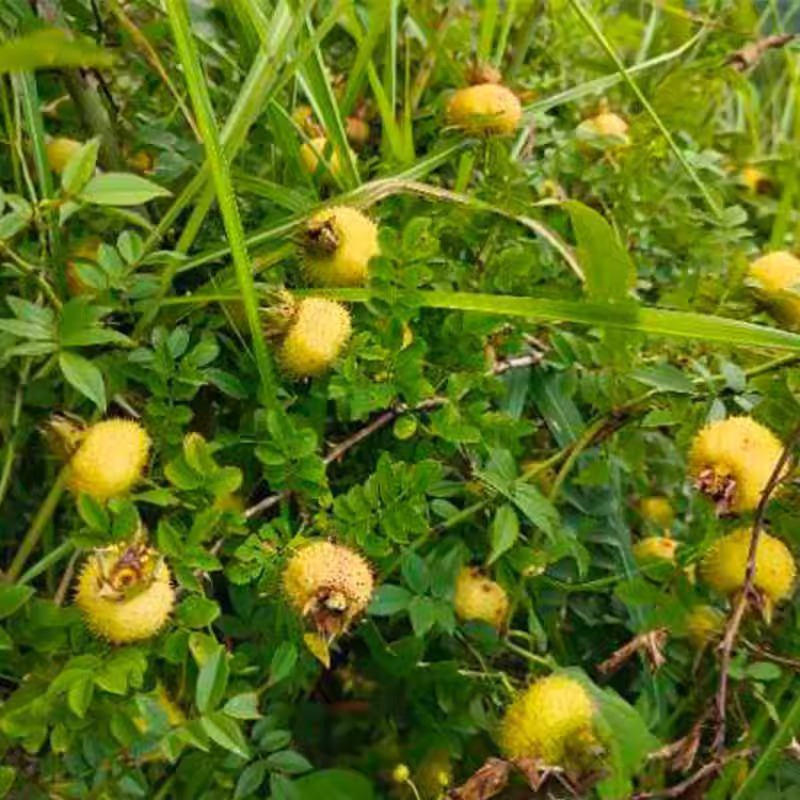Guizhou Specialty Prickly Pear Fresh Fruit Authentic Guizhou Prickly Pear Large Fruit Natural Freshly Squeezed Vitamin C King Whole Box New Goods