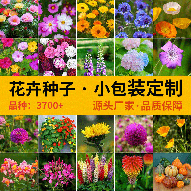 Cross-Border Popular Small-Packaged Seeds of 60 Types of Flowers, Suitable for All Seasons, Beginner-Friendly Outdoor Home Gardening Seeds with High Germination Rate