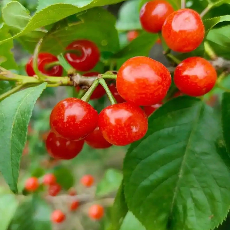 Саженцы вишни, для южного и северного выращивания