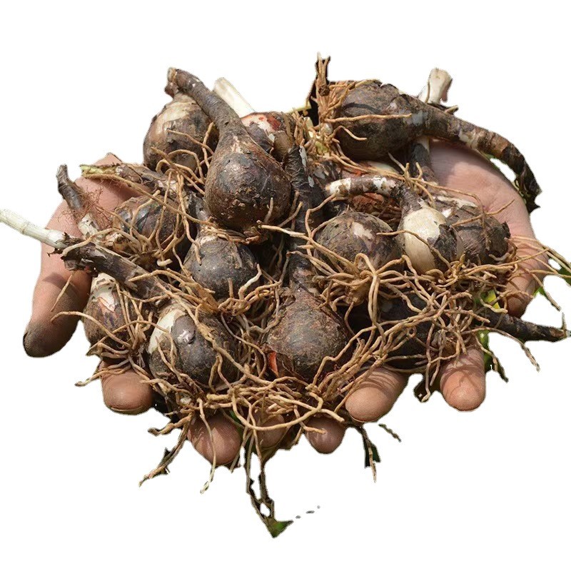 Rain Orchid Bulbs Potted Florals, Onion Orchid, Leek Orchid Bulbs Bloom in All Seasons, Easy-To-Live Flower Bulbs, Heat-Resistant Wind and Rain Orchids