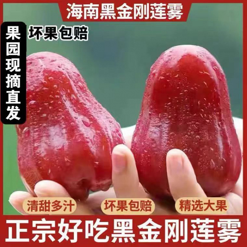 Sf Black Diamond Lotus Mist Fresh Tropical Fruit Whole Box Seasonal Extra Large Fairy Fruit Crispy Sweet Mist Lotus Pregnant Women Gift Box