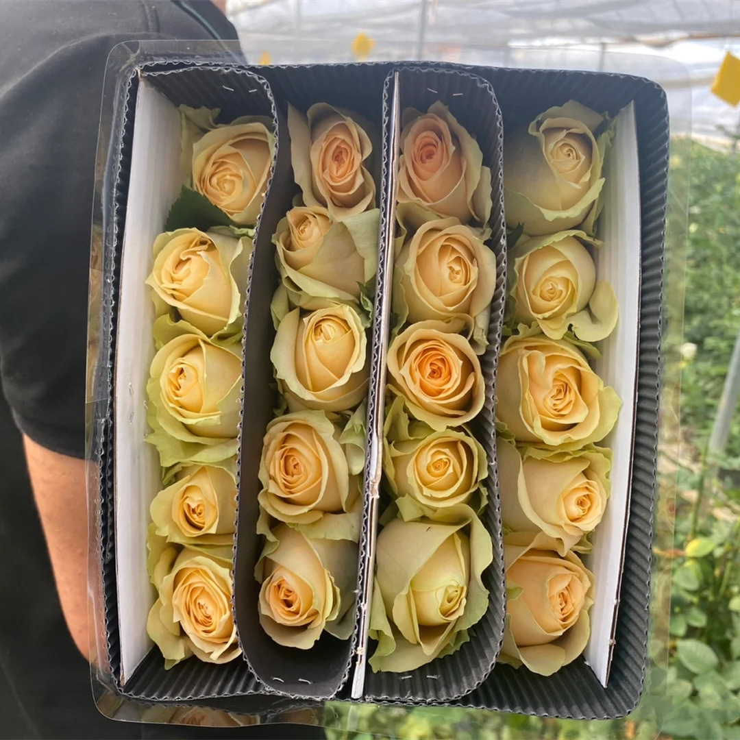 Rose wholesale rose flower wholesale Yunnan flower base direct batch fresh cut flower wedding flower shop stall group purchase