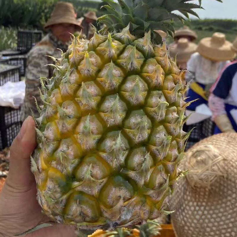 Pineapple Wholesale Xuwen Big Pineapple Fresh Fruit Hand-Shred Pineapple Natural Ripe Fruit Better Than Yunnan Pineapple 2/5/ 5kg