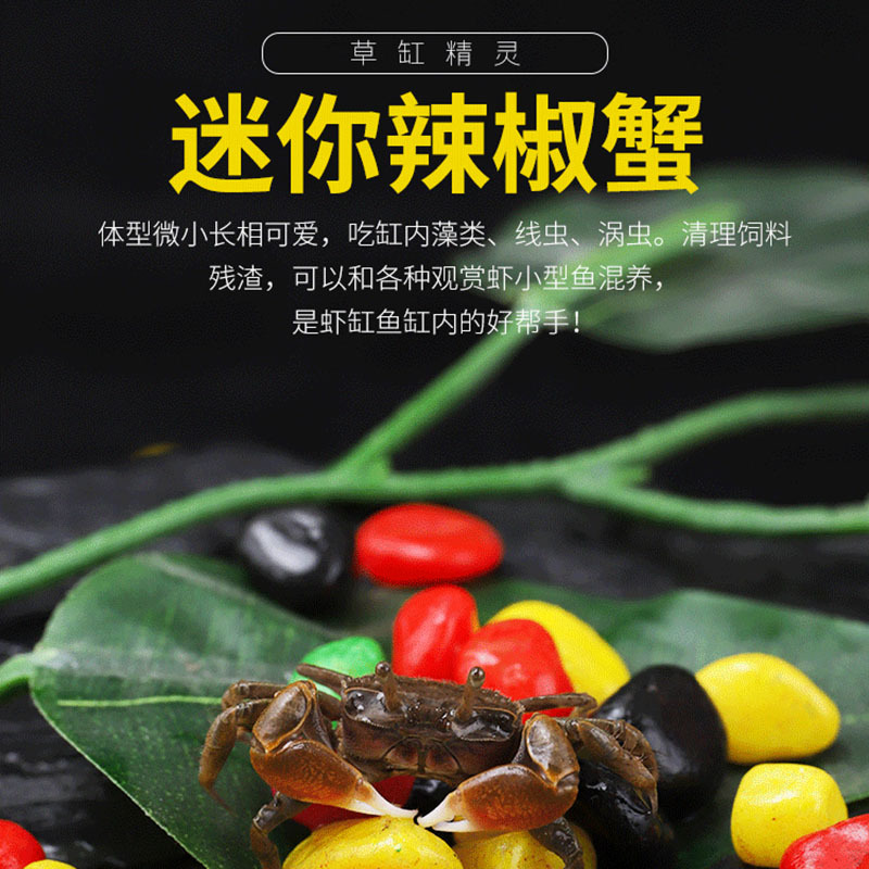 Mini chili crab ornamental fish ornamental crab grass tank crab freshwater crab can be mixed with fish and shrimp benthic crab to eat bath