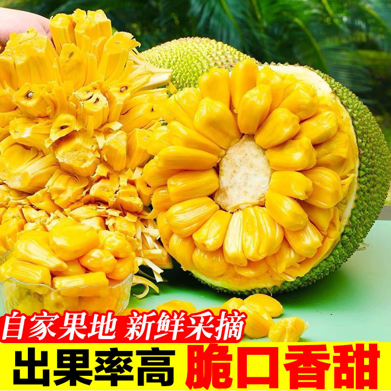 Hainan Sanya Jackfruit a Whole Fresh Fruit Seasonal Yellow Flesh Jackfruit Wholesale Whole Box Free Shipping