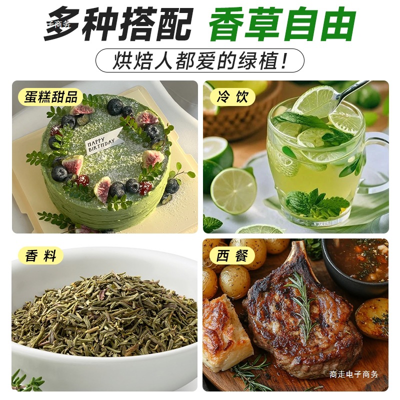 Fragrant Pepper Wood Potted Green Plants and Flowers Balcony Indoor Mosquito Repellent Grass Saplings Old Pile Mint Rosemary