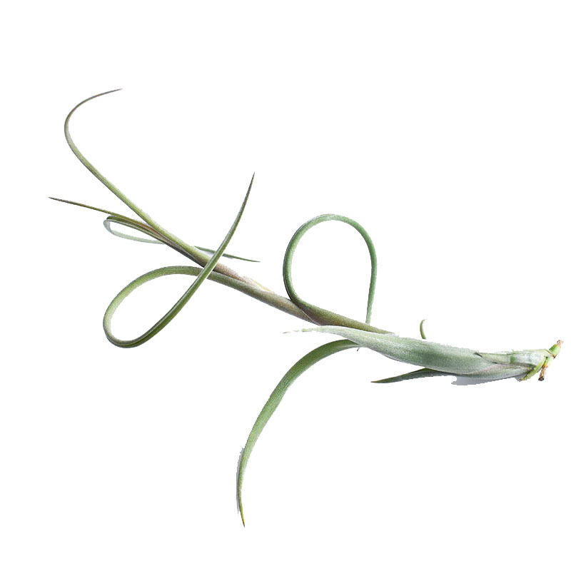 Flower in Flower T.Intermedia Classic Variety Air Pineapple Soilless Plant Lazy Green Plant Base Wholesale