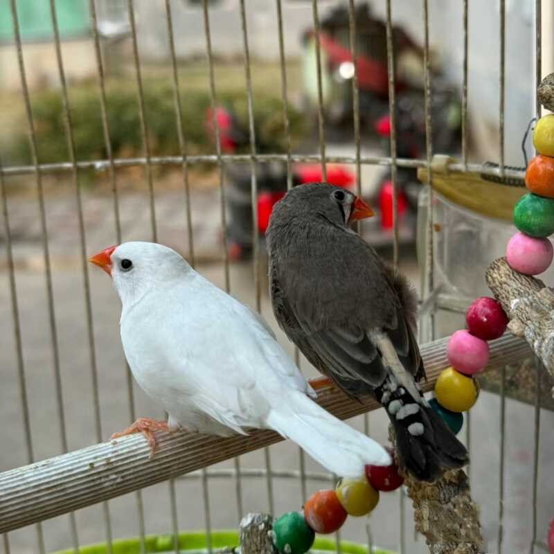 Small pearl bird pet bird live bird adorable pet bird pair can breed ten sisters colorful literary bird ornamental pet bird