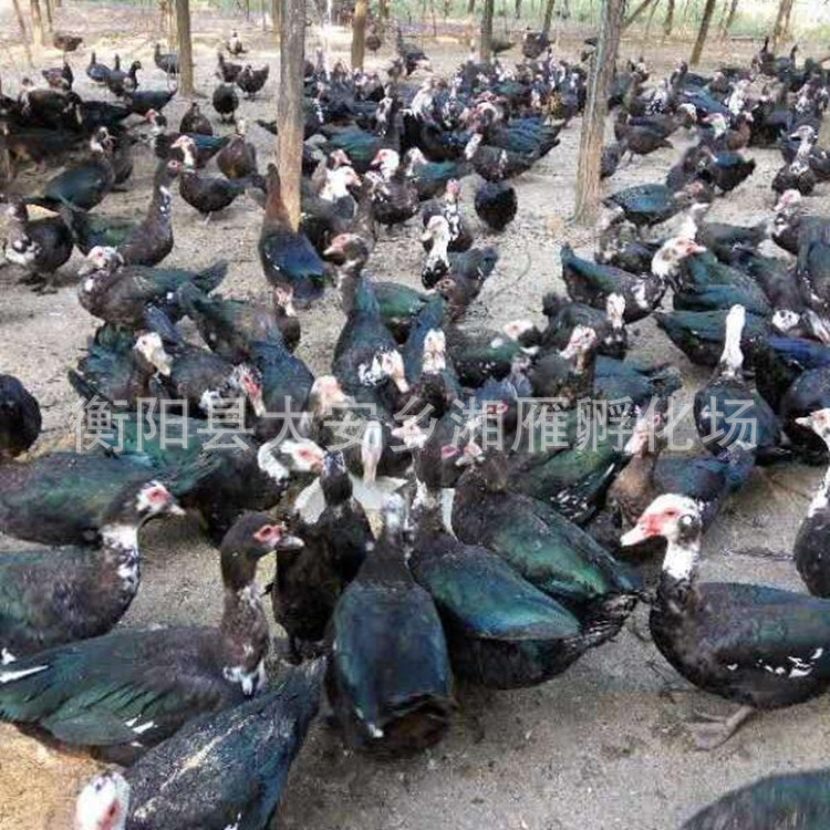 Wholesale Large Black Duck Ducklings, African Goose Ducklings, Black Duck Ducklings, One-Day-Old Ducklings with Vaccine Included