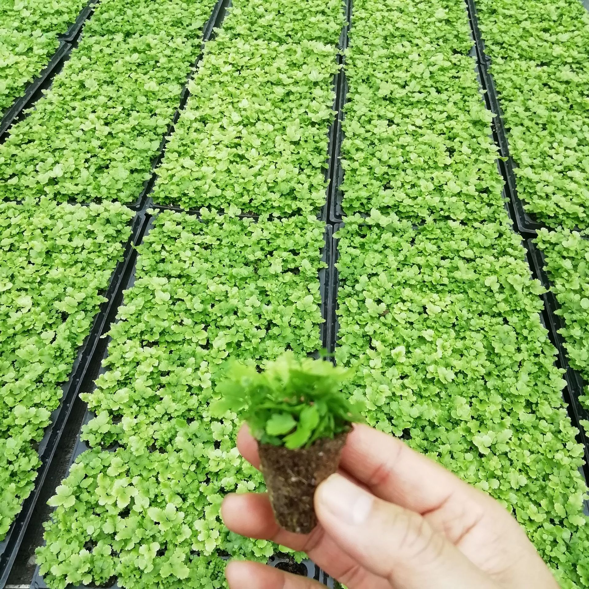 Micro-Landscape Awa Line Fern Dense-Leaf Fern Plant Shade-Tolerant Living Room Indoor and Outdoor Maintenance Easy to Live Interesting Evergreen All Year Round