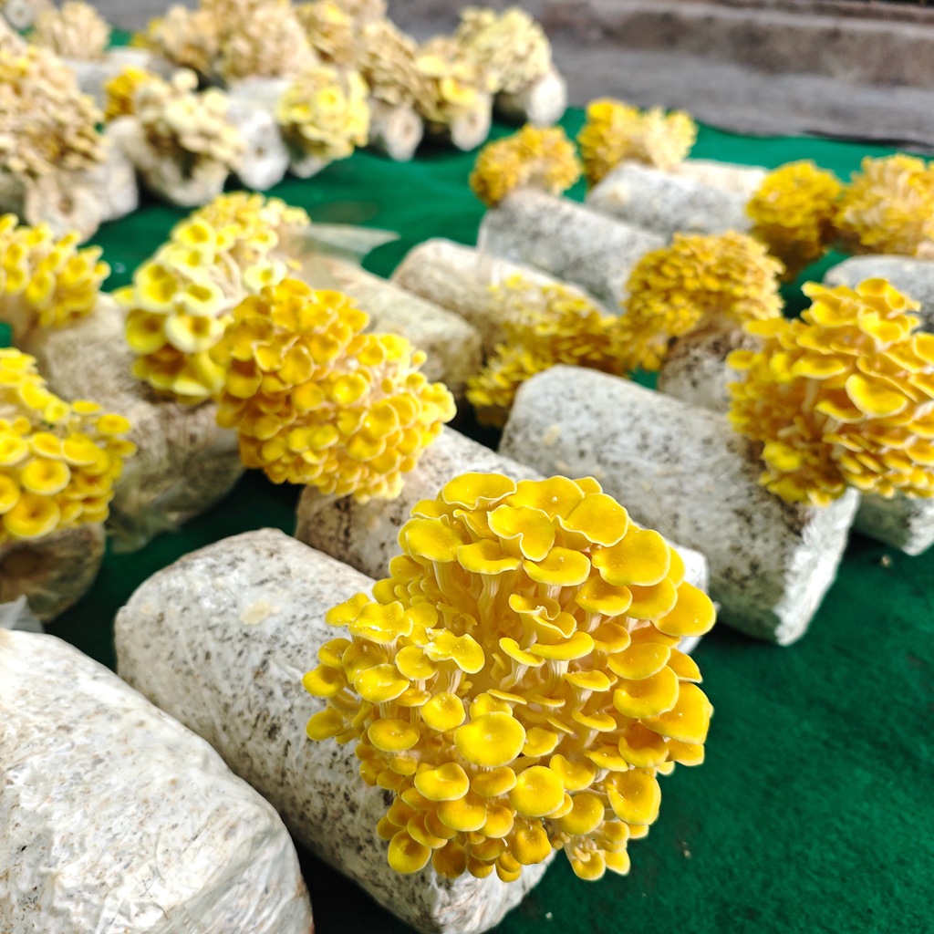 Elm Yellow Mushroom Golden Mushroom Strain Chanterelle Oyster Mushroom Mushroom Package Phoenix Tail Mushroom Mushroom Package Mushroom Package Factory Direct Sales