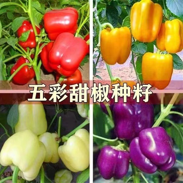 Pepper Seeds, Four-Season Pepper, Screw Pepper, Thin-Skinned Green Pepper, Line Pepper Seeds, High-Yielding Garden Potted Vegetable Seeds