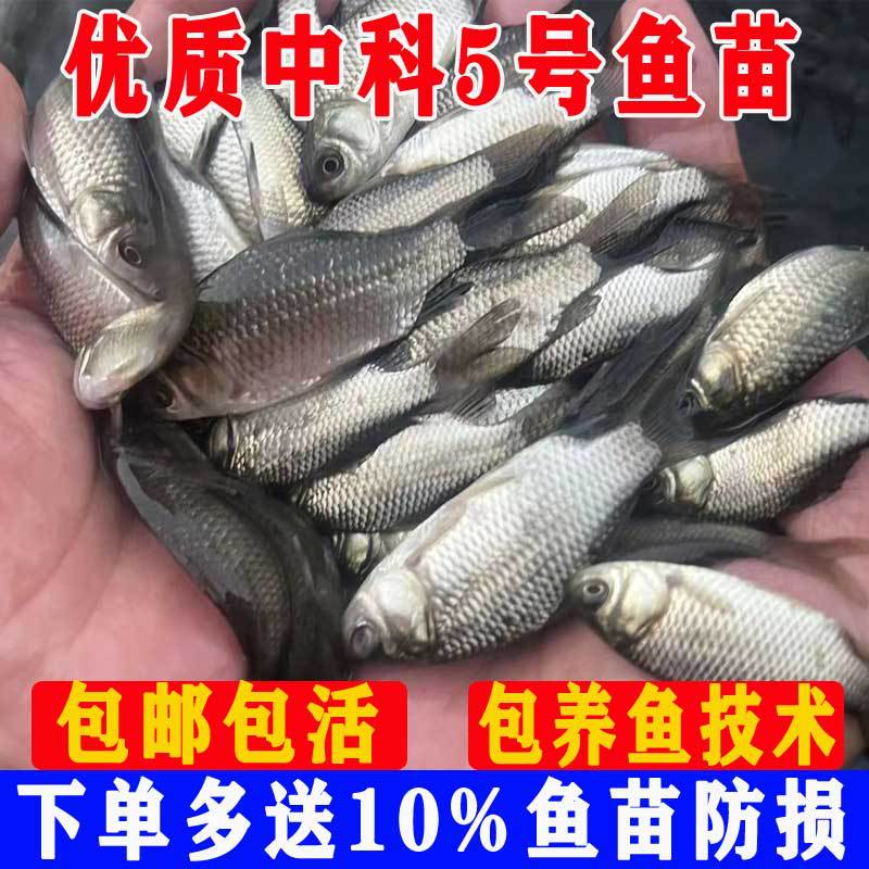 Crisp Crucian Carp Live Fish Fry for Freshwater Aquaculture, Edible Zhongke No. 5 Large Variety Project Cloud Crucian Carp, Golden Crucian Carp, Native Crucian Carp Fry