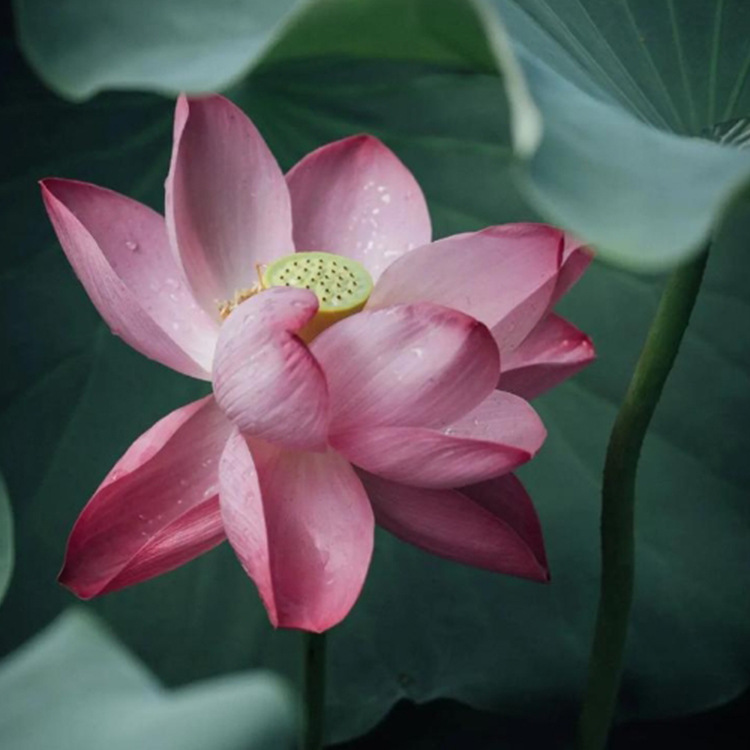 Garden Ornamental Lotus, Moisture-Loving Lotus with Long Flowering Period, Multi-Color Lotus for Water Body and Wetland Greening Can Be Ordered