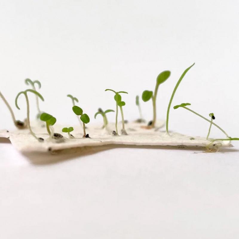 Seed Paper, Germination Paper, Ticket Paper, Paper Cards, Calendar, Art Paper, Specialty Paper