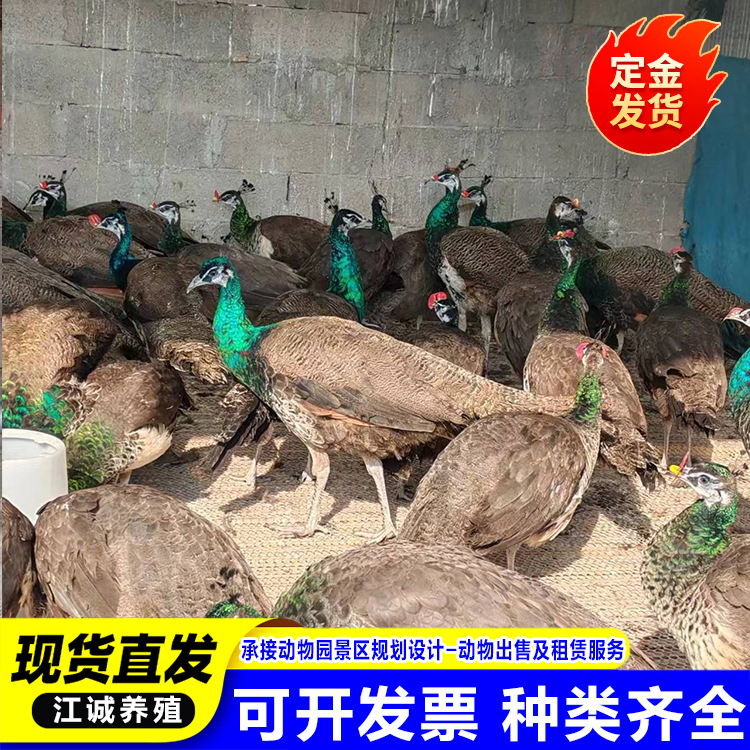 Производитель декоративных павлинов, белый павлин, голубой павлин, живая рассада белого павлина