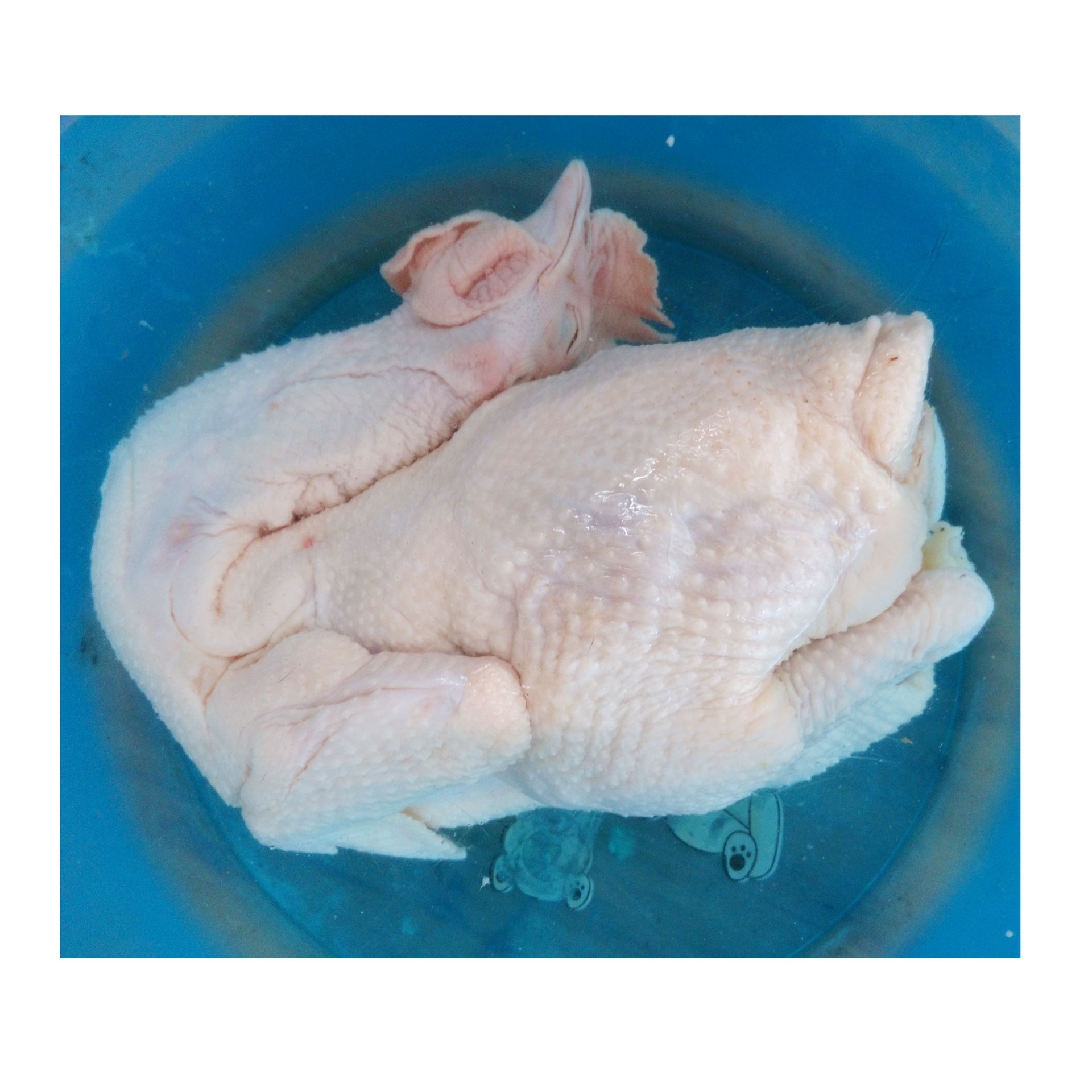 Wenchang Chicken, a Specialty of Hainan, Is Raised for 120 to 130 Days and Is Now Slaughtered. Fresh Chicken, Whole Chicken, Coconut Chicken Hot Pot Ingredients
