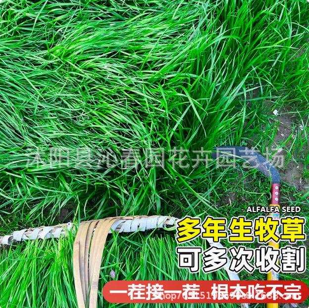 Rye Grass Seeds, Perennial Pasture Seeds, Livestock Breeding Grass Seeds, Chickens, Ducks, Cows, Sheep, Fish, Pigs, Chicory Grass Seeds