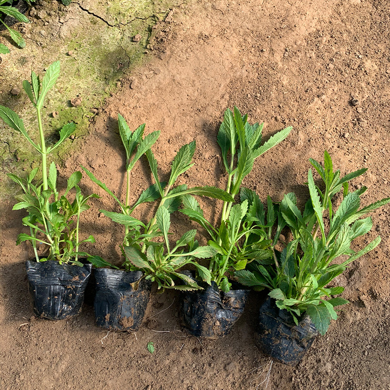 Verbena, Flower Sea, Landscaping Project Seedlings, Courtyard Community Greening, Perennial Grass Verbena Potted Plants