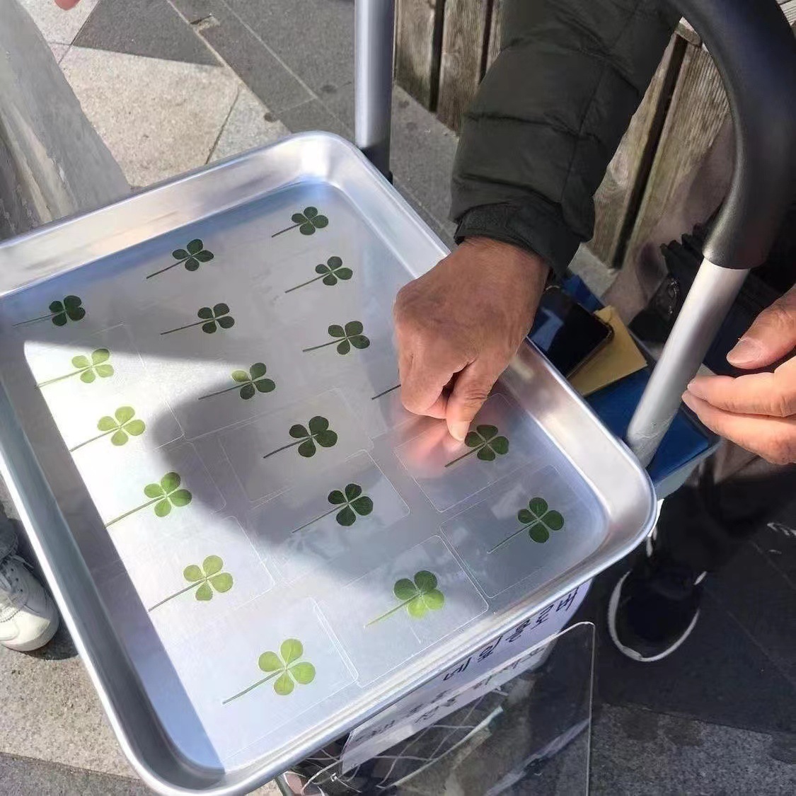 Cute Lucky Four-leaf Clover Natural Raw Grass Transparent Card New Bookmark Wishing Cure Fresh Simple Style Transparent Card