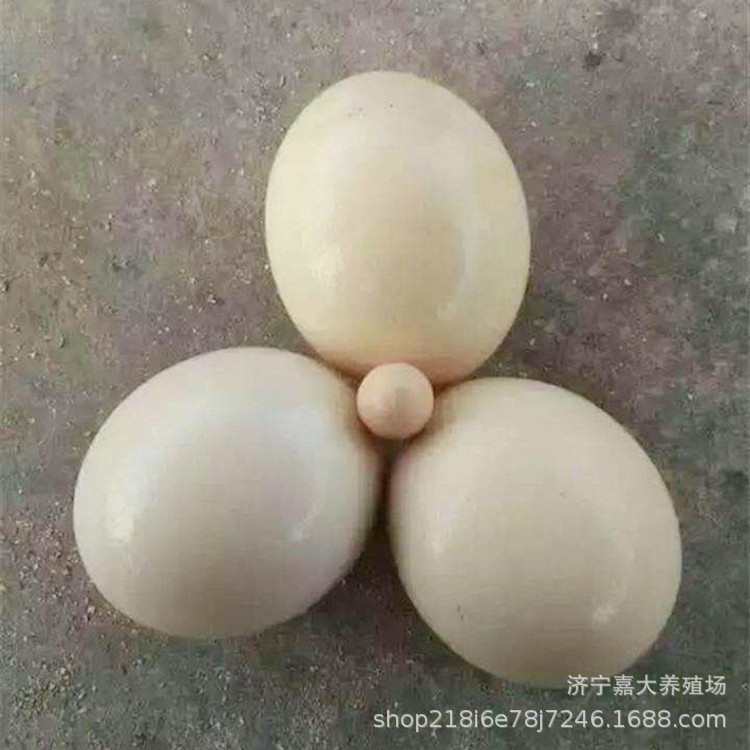 Оптовая продажа свежих страусиных яиц, цены на съедобные страусиные яйца, подарочные коробки с яйцами страуса, страусиные фермы