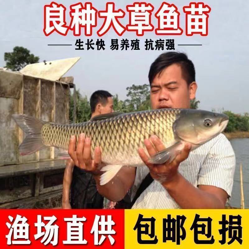 Мальки травяного карпа высокого качества, живые в пресноводной культуре, съедобные мальки карпа