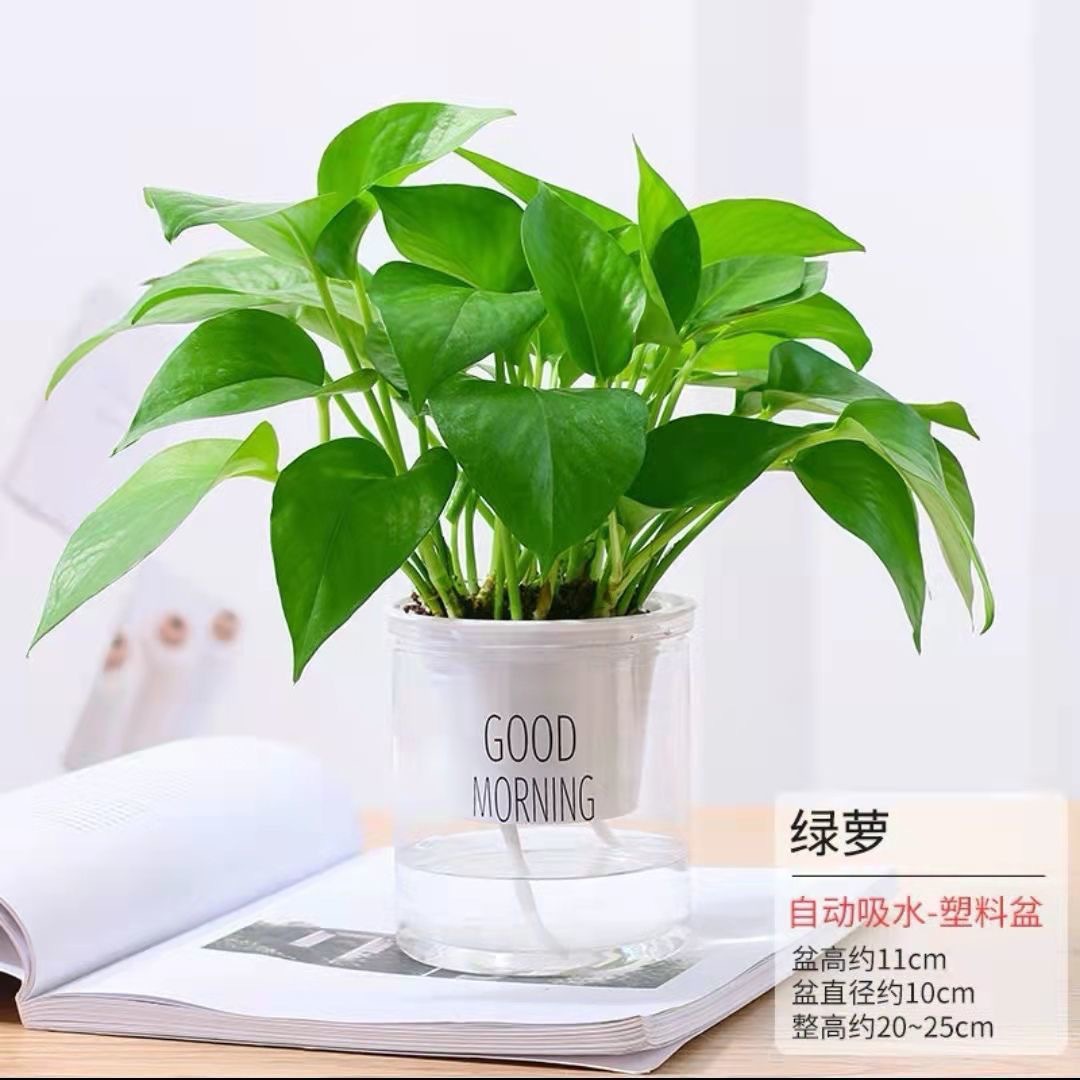 Green dill rich tree asparagus fleshy flower potted plant indoor mint rich bamboo hydroponic small green plant to feed well