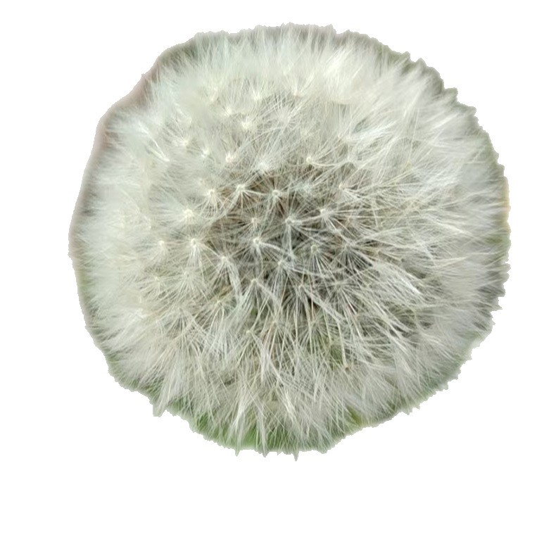 Preserved Flower Dandelion Dried Flower Handmade DIY Flower Box Glass Cover Decorative Flower Material Kit Resin Preserved Flower