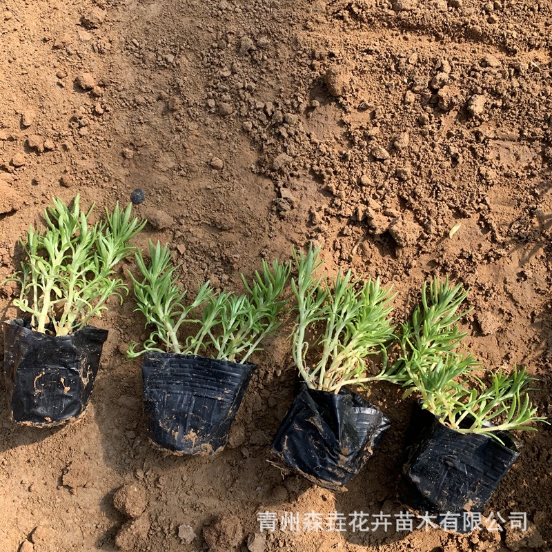 Buddha's Grass Potted Roof Greening Gold Leaf Buddha's Grass Landscape Plant Florals Evergreen Notoginseng Sedum Seedlings