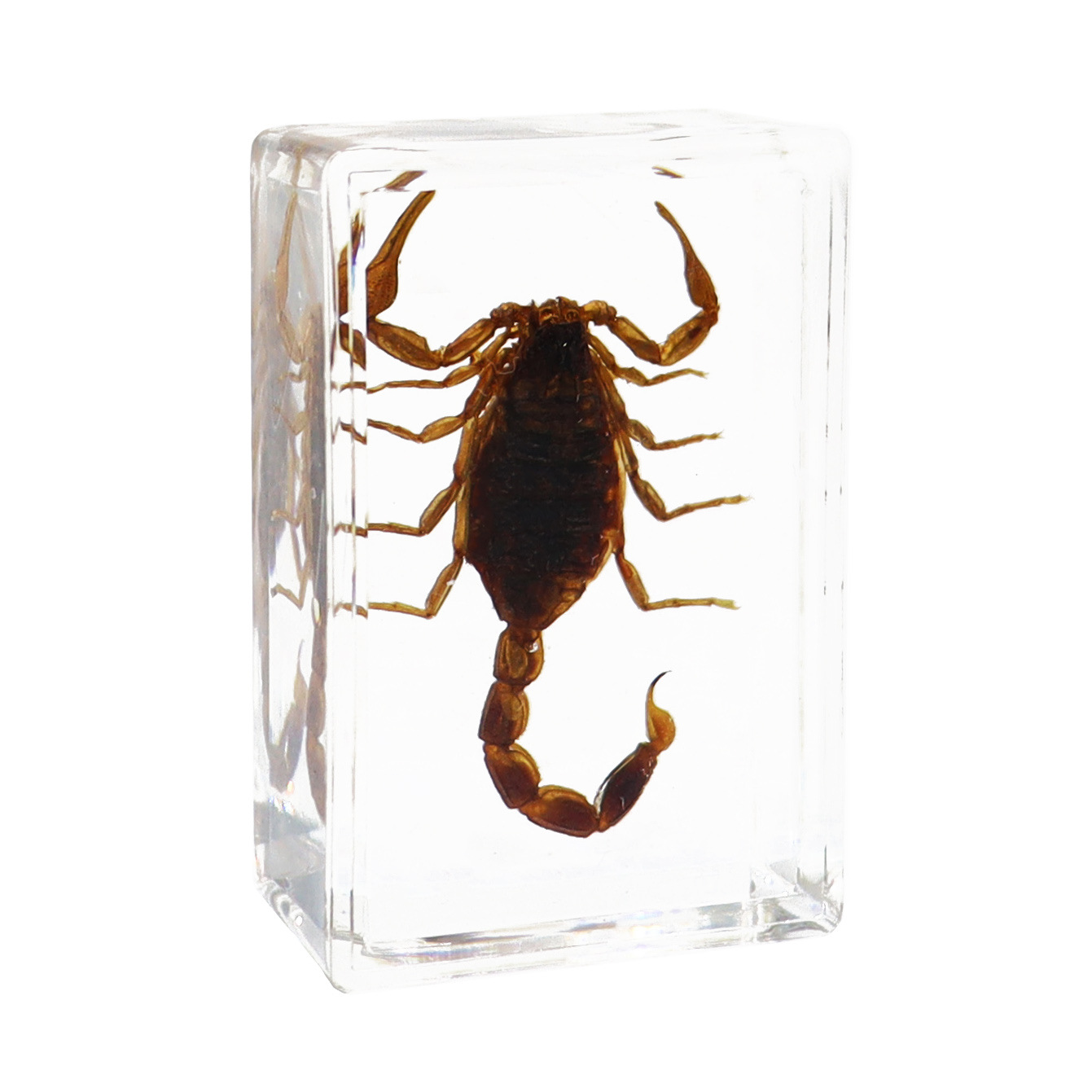 Zhenfang Crafts Factory Manufacturers and Sells Real Insect Specimens, Wholesale Teaching Models, Handmade Blind Boxes