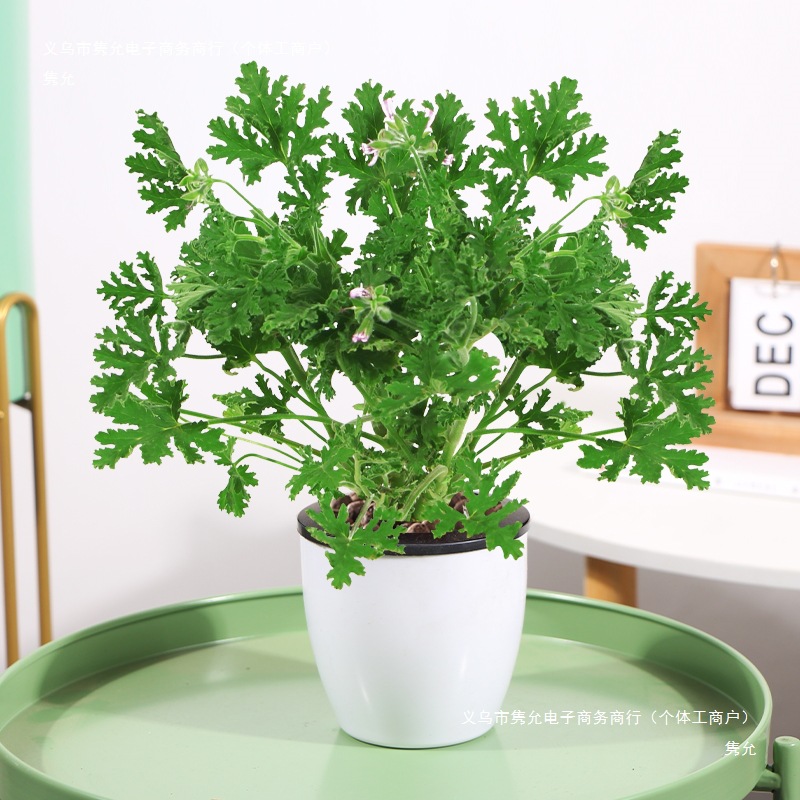 Mosquito Repellent Potted Plant Mint Indoor Green Plant Mosquito Repellent Seeds Courtyard Fragrant Leaf Geranium Blooming to Prevent Mosquitoes