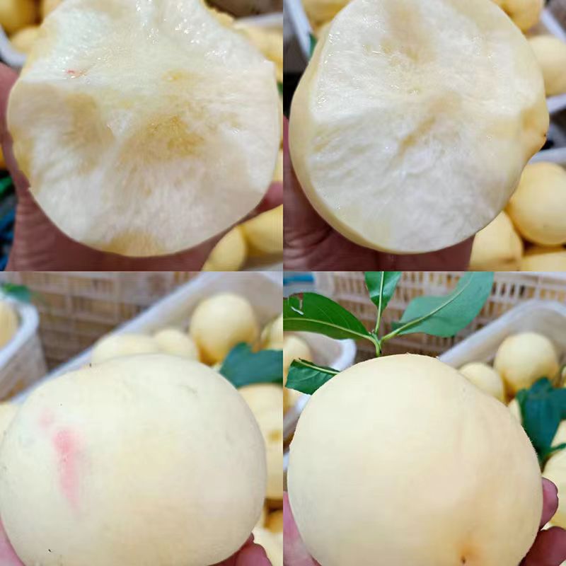 Shandong White Jade Large White Peach Cream White Peach Whole Piece Free Shipping Fresh White Peach Hairy Peach One Piece Drop Shipping