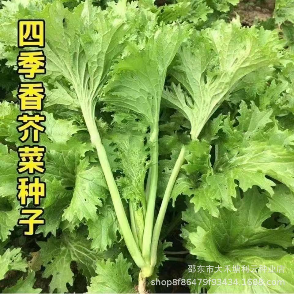 Selected delicious fragrant leaf mustard seeds coriander green rapeseed spring autumn winter four seasons balcony potted vegetable seeds