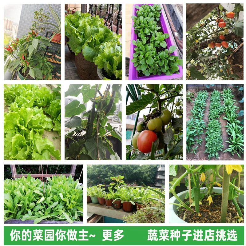 Vegetable Seed Wholesale Company Genuine Four-Season Sowing Winter Balcony Courtyard Easy Planting Encyclopedia Seeds of Various Vegetables