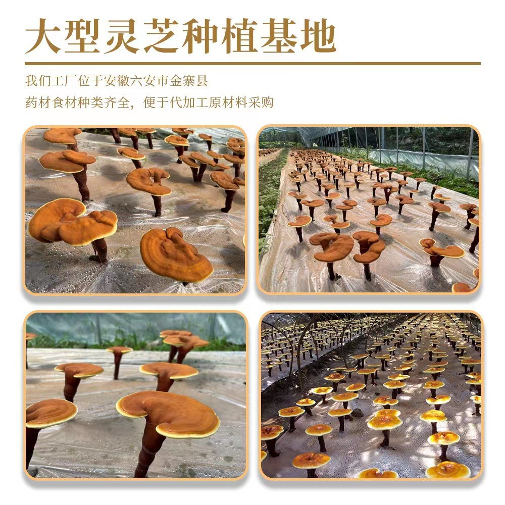 Ganoderma spore oil capsule broken wall Ganoderma spore powder extraction 60 tablets/bottle blue cap certified factory in stock wholesale