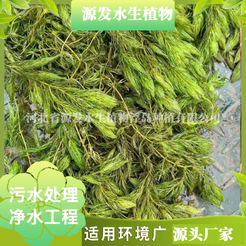 Undertake Bitter Grass, Black Algae, Hornwort, Foxtail, Water Spinach, Lotus, Water Spinach, Water Peanuts, Various Garden Aquatic Plants