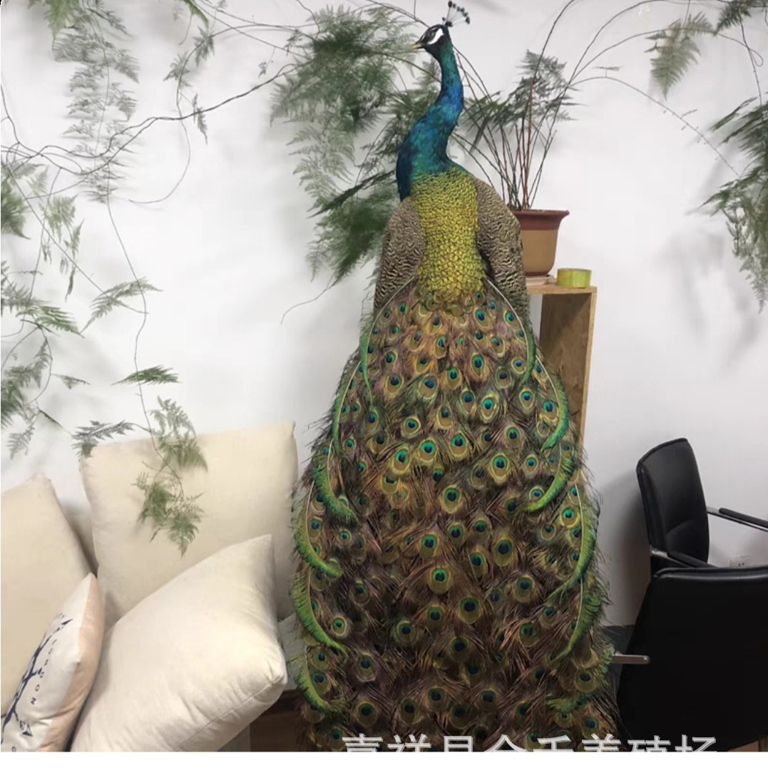 How Much Does a Handmade Peacock Specimen Cost? Wholesale Blue and White Flower Peacock Specimens for Home and Office High-End Ornaments All Year Round