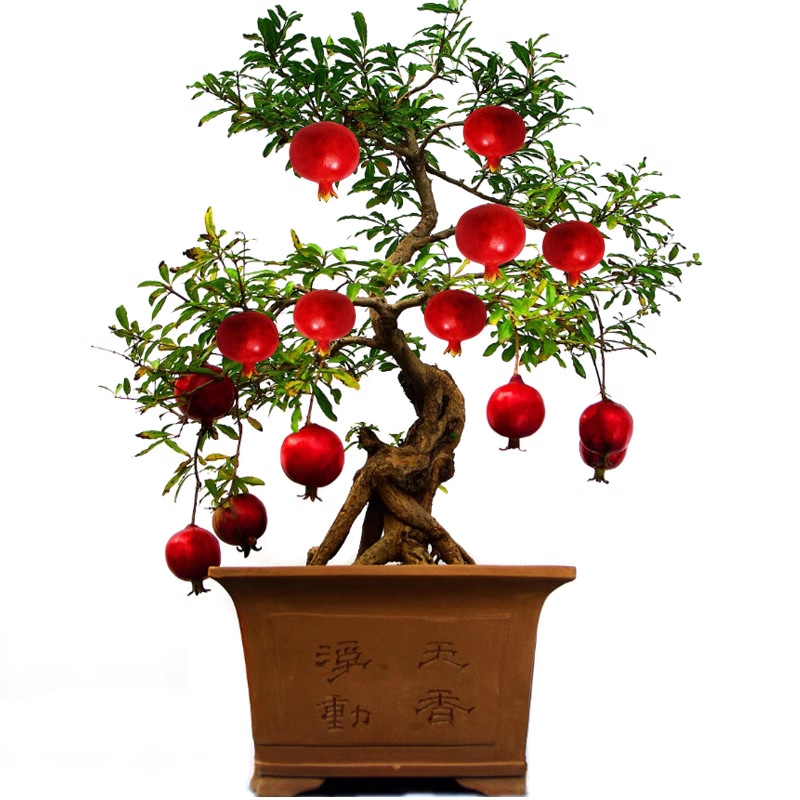 Pomegranate Tree Saplings Tunisian Soft Seed Dahongpao Seedless North and South Planting Extra Large Potted Courtyard Fruit Trees with Soil