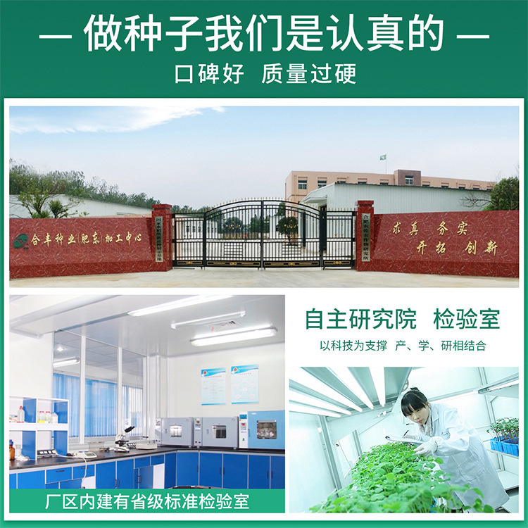 Red Pickled Pepper Seeds Hong Kong Pepper Seeds All Year Round Bullet Pepper Green and Red Balcony Potted Dual-Purpose Pickled Pepper Extra Spicy Vegetables