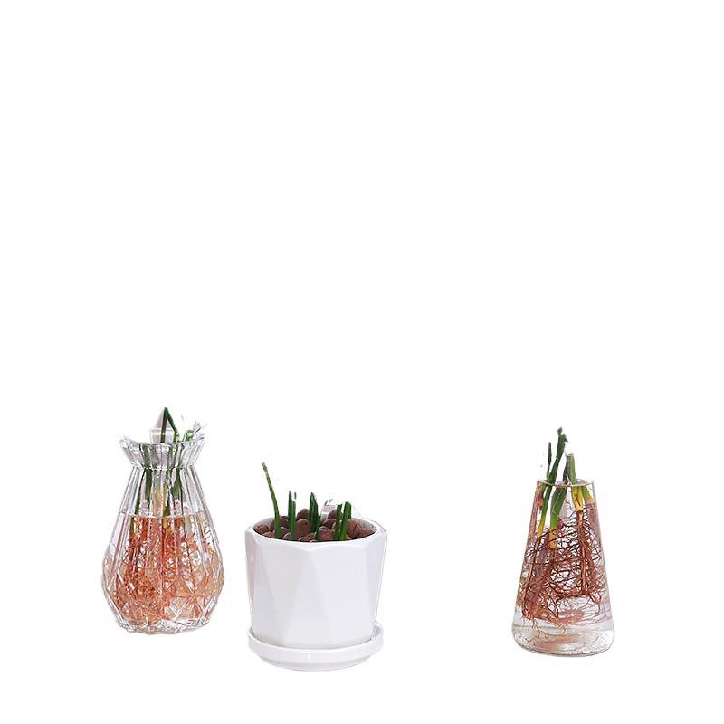 Bamboo and Cypress Mosquito Repellent Bamboo Hydroponic Plants Indoor Living Room Water-Cultured Green Plants Flower Pots Office Desktop Easy to Maintain in All Seasons