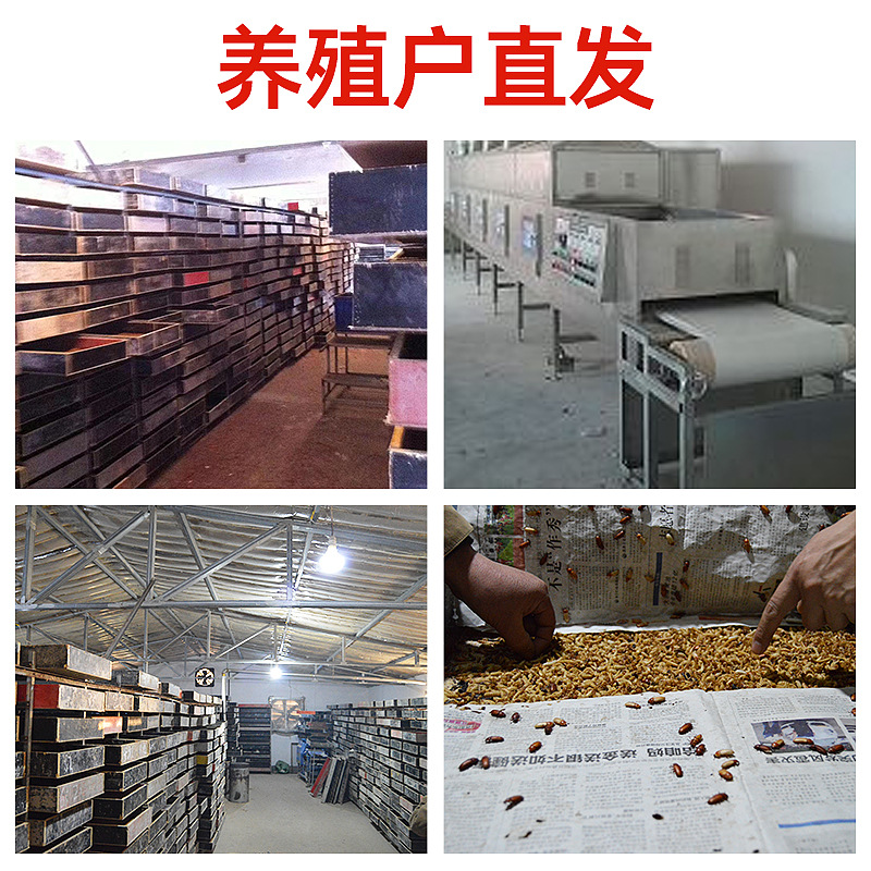 Freeze-Dried Mealworms, Pet Snacks, Mealworms, Mealworms, Breeding Turtles, Birds, Fish, Pet Food