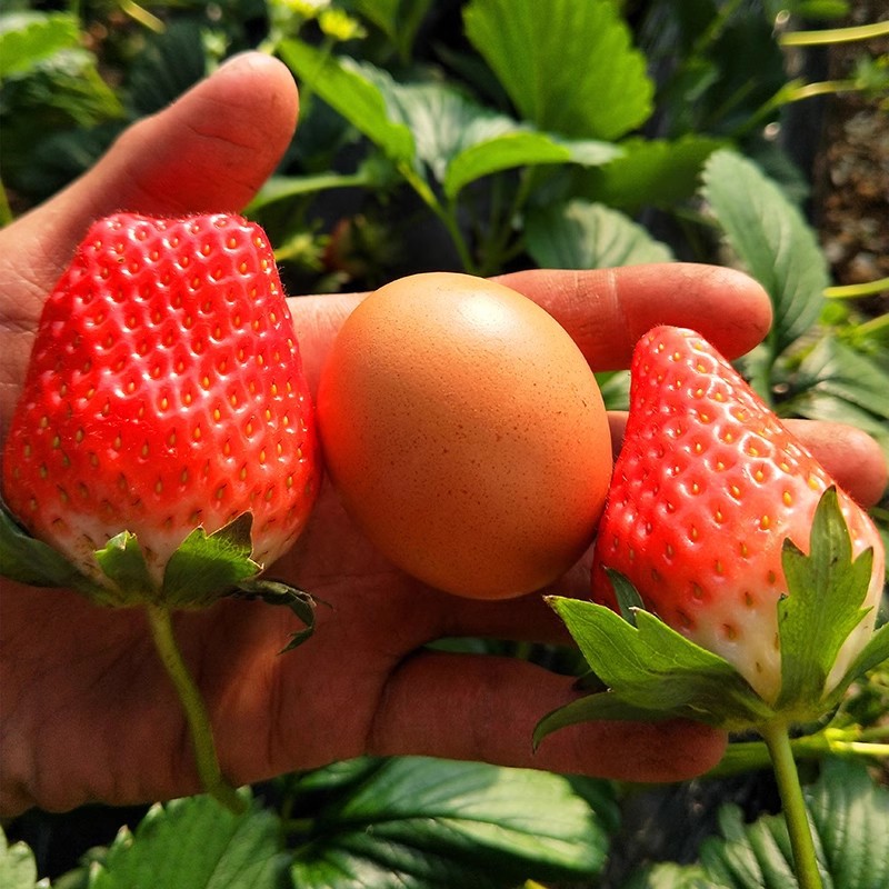 Strawberry Seedlings, Four-Season Cream Strawberries with Soil and Leaves, Potted Plants, Planted in the North and South, Balcony Edible, Year-End Results